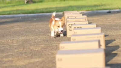 China’s first police Corgi has 400,000 followers and a nose for trouble 121223347.jpg