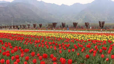 Chalo kashmir kol travel cos unite in aptest response to terror.jpg