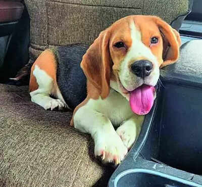 Pet beagle wolfs down stapler pins 100 got out of tummy after surgery.jpg