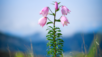The shirui lily manipurs rare treasure discovered in 1950.jpg