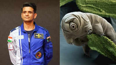 Shubhanshu shukla to take tardigrades on iss mission what are they and why are scientists fascinated.jpeg
