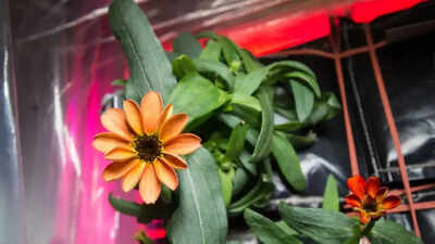 Nasa proves growing plants in space is key to healthy astronaut life on mars missions and deep space.jpeg