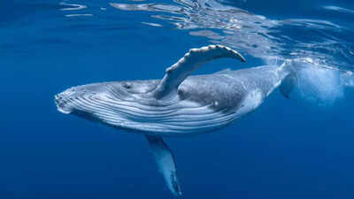 Scientists tagged a whale with a camera the footage left them speechless.jpg