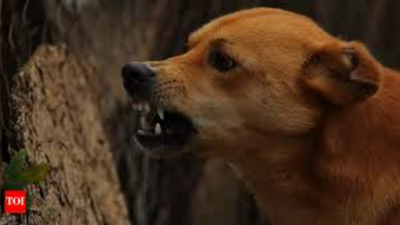 Ahmedabad police inspector vanrajsinh manjariya 50 died from suspected rabies despite having no rece.png