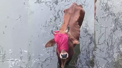 Blindfolded cow pushed into drain rescued by villagers.jpg