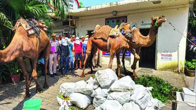 Camel convoy smuggling booze into city busted.jpg