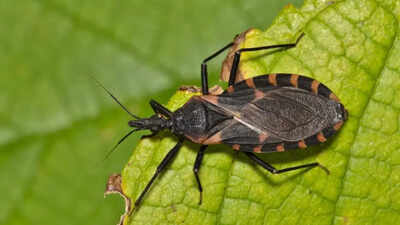 Chagas disease.jpg