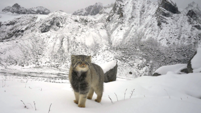 First photographic evidence of the pallass cat in arunachal pradesh pic credit wwf india.jpg