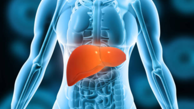 Liver sometimes cant fix itself even after you quit alcohol scientists explain why heavy drinking st.png