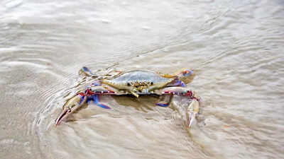 Study reveals offshore wind farm cables affect female crabs and marine ecosystems.jpg