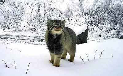Survey captures first photo of pallass cat in arunachal.jpg