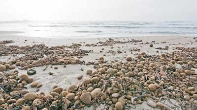 Why plastic filled neptune balls are washing up on beaches seagrass and ocean pollution explained.jp .jpeg