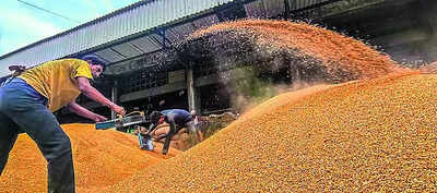 Cabinet hikes msp for 6 rabi crops wheat farming to gain.jpg