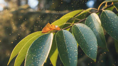 Can gold grow on trees scientists find natures hidden gold making process.jpg