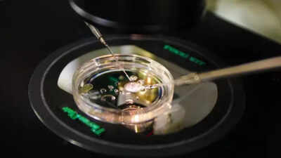 Could your skin hold the key to creating life scientists turn human skin cells into eggs in groundbr.jpeg