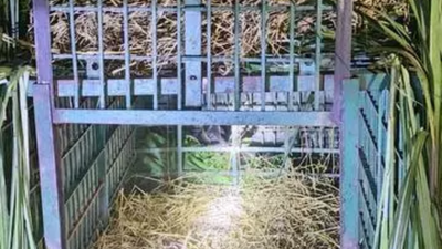 Leopard mauls 9yo girl to death in kheri.jpg