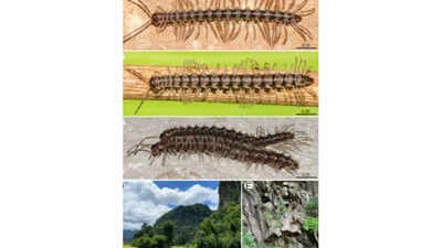New dragon like millipede discovered in thailands pha daeng cave revealing mysterious hidden ecosyst.jpeg