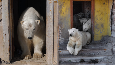 Polar bears chilling at research station ap.jpg