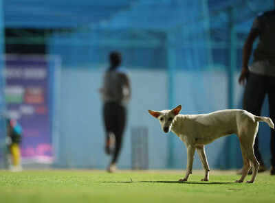 Stray dog incident.jpg