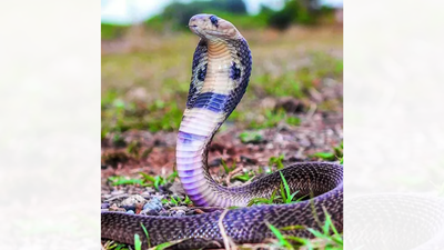 Untitled design 31.jpg