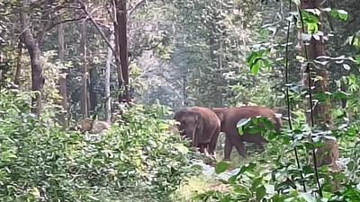 When words calm the wild in chhattisgarh.jpg