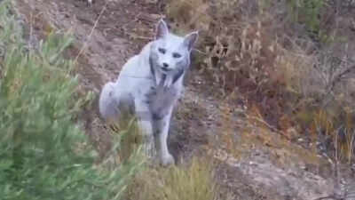 Worlds first rare white iberian lynx captured on camera in spains wild mountains watch.jpg