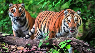 1763258413 unnamed file.jpg