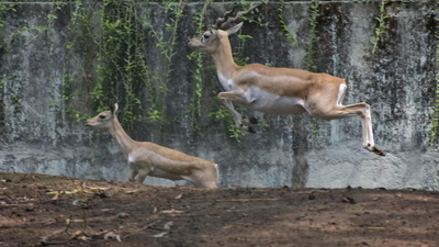 Blackbuck toll climbs to 31 k39taka zoos on high alert.jpg