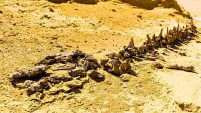 Chucarosaurus diripienda the dinosaur so massive it shattered roads and transformed how scientists s.jpeg