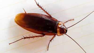 Cockroaches are secretly polluting your indoor air why pest control matters for clean and healthy ho.jpeg