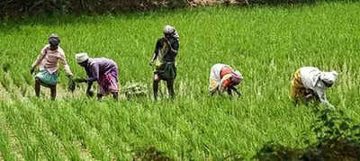 Farmers urge tn govt to delay regulated irrigation as low storage threatens standing crops.jpg