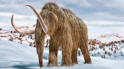 How 39000 year old ancient rna from a mammoth found in siberia reveals its biology.jpg