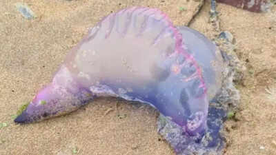 Uk beaches under threat deadly portuguese man o war with jellyfish like appearance appear along the.jpeg