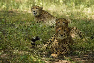 1 of 2 cubs released in kuno on cheetah day is dead.jpg