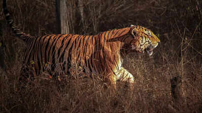 5 tiger reserves that offer the strongest chances of seeing a tiger up close.jpg