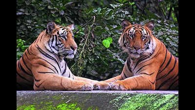 6th tiger dies in mp in a wk annual toll hits record 54.jpg