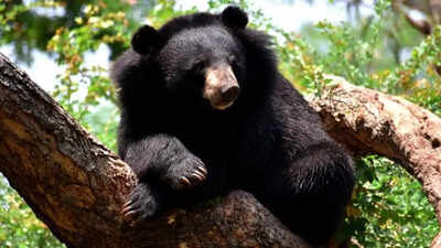 Black bear ursus thibetanus is a rare subspecies of the asiatic black bear 15.jpg