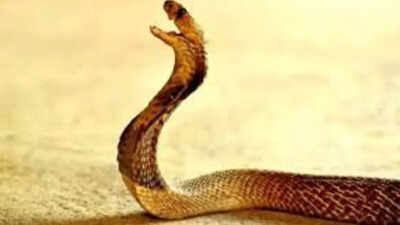 Investigators revealed that rupesh approached his snake chetan who provided the snake used in the in.jpeg