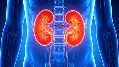 Reverse kidney damage a breakthrough treatment that may transform kidney treatment.jpg