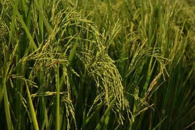 Rs 116cr crop insurance claims pending in haryana.jpg