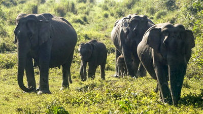 Sc to hear pleas on elephant corridor in sigur plateau.jpg