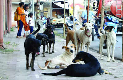 Schools told to strictly adhere to sops on managing stray dogs.jpg