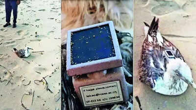 The seagull with a gps tracker found on karwar beach wednesday.jpg