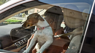 Those sitting inside parliament bite dogs dont said cong mp renuka chowdhury bjp mp jagdambika pal a.png