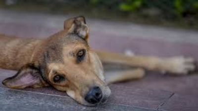 1767911378 untitled design 16.jpg