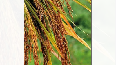 1768247514 untitled design 8.jpg