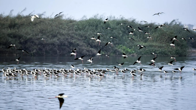 1769452373 ani file photo.jpg