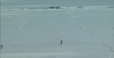 A penguins death march is going viral in 2026 what the nihilist penguin meme means and how the white.png