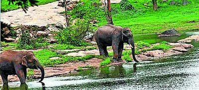 Aravali like row in bluru sc panel set to visit today.jpg