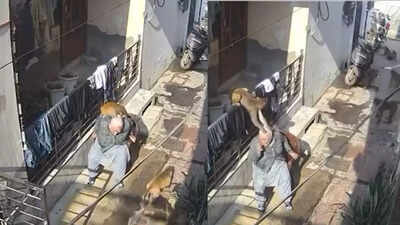Cctv footage from the area shows six to seven monkeys suddenly attacking the woman.jpg